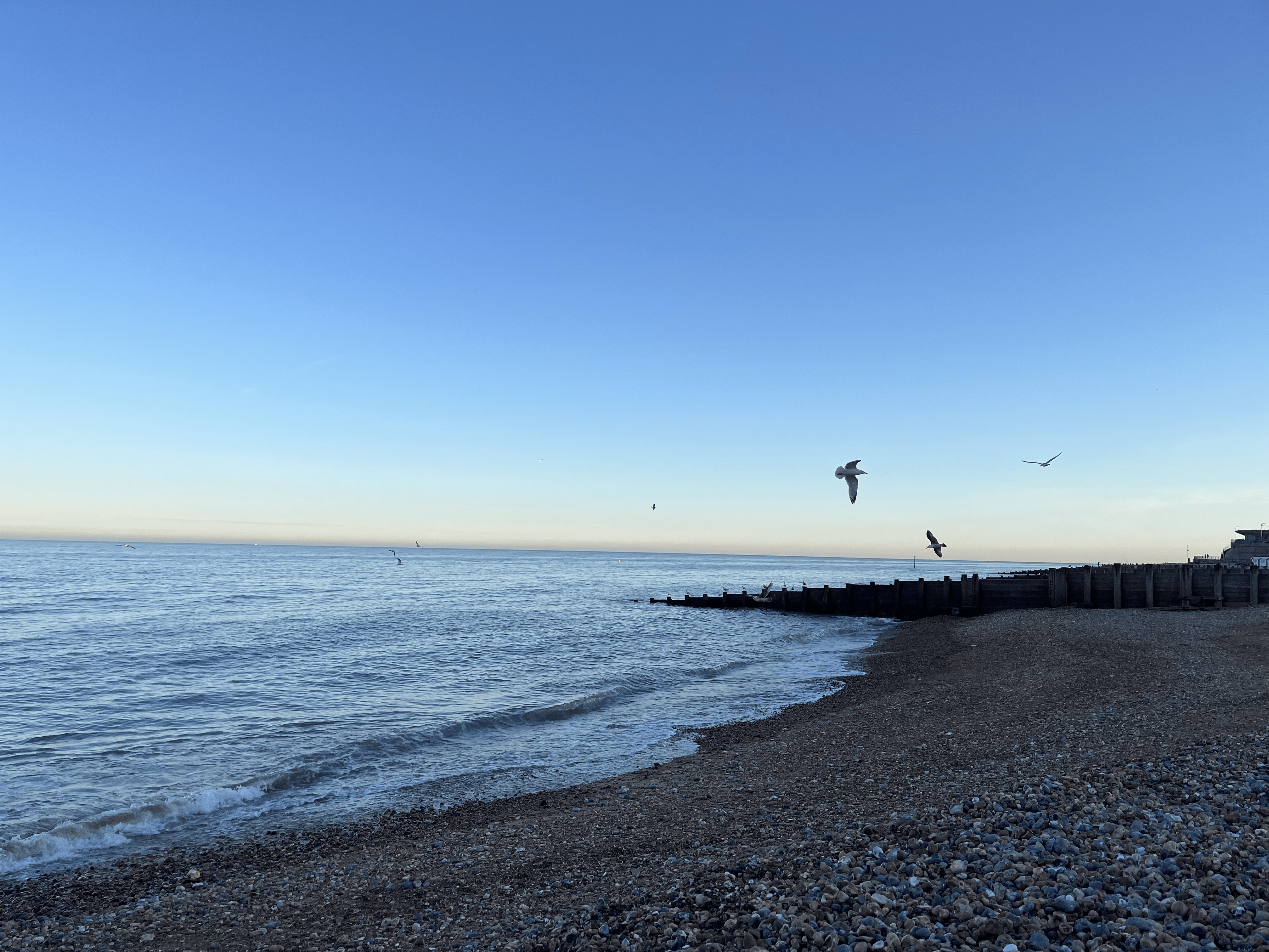 Eastbourne Seagulls Deny Deliberately Targeting People Who Have Just Washed Their Cars